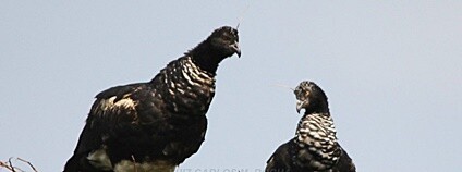 Kamiš růžkatý Foto: Luiz Carlos Rocha Flickr.com