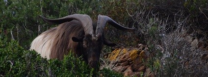 foto: alepd80 / pixabay.com