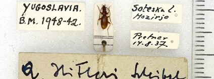 Střevlík druh Anophthalmus hitleri Foto: Natural History Museum: Coleoptera Section Flickr