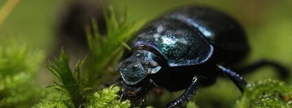 Chrobák lesní Foto: Björn S... Flickr