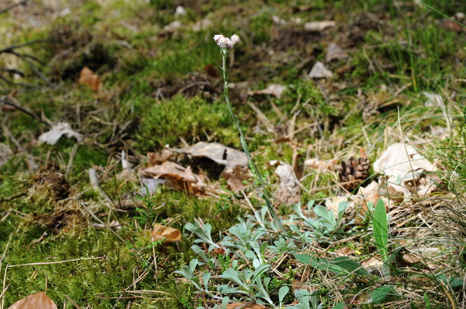 Kociánek dvoudomý.