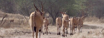 Antilopy Derbyho v Senegalu Foto: Antelope Conservation Zoo Ostrava