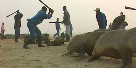 Každý rok místní hromadně vybíjejí lachtany v Namibii. Lovná sezóna tu trvá od 1. července do 15. listopadu a letos bude umláceno kolem 80 000 malých lachtanů.