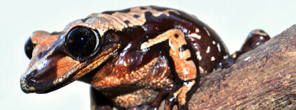 Nově objevená jedovatá žába Aparasphenodon brunoi Foto: Carlos Jared / Butantan Institute