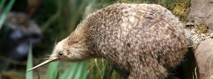 Kivi Owenův Foto: Jim, the Photographer Flickr.com