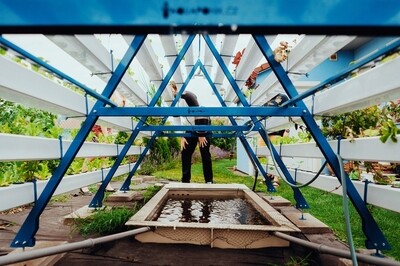 Aquaponie je nová technologie, která spojuje chov ryb s pěstováním zeleniny. Ryby poskytují hnojivo rostlinám a rostliny čistí vodu rybám. Není třeba umělých hnojiv ani jiné chemie a šetří se i voda.