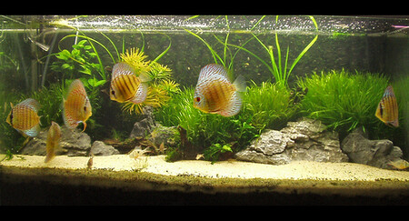 Jen v USA se odhaduje počet chovaných rybiček na 183 milionů.