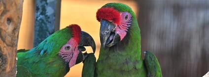 Velké papoušky, jako jsou kakadu žlutolící sumbští, kakadu brýloví nebo ara vojenští, mohou návštěvníci vidět pouze uvnitř expozice