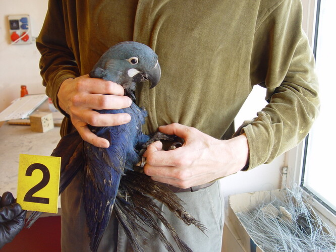 Záchyt zřejmě nejvzácnějšího chráněného druhu. Ara Learův.
