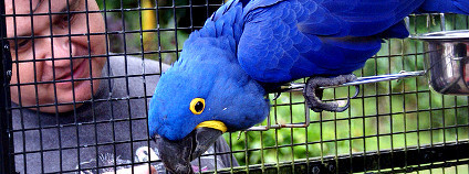 Ara hyacintový Foto: Makuahine Pa'i Ki'i / Flickr