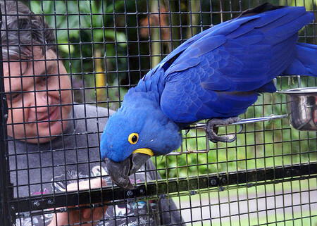 Papoušek uletěl ze zoo v úterý poté, co poškodil pletivo voliéry a protáhl se vzniklým otvorem. Usadil se na sloupu elektrického vedení a veřejného osvětlení v Zámecké ulici v městské části Štípa a řádně potrápil ošetřovatele, energetiky i hasiče, kteří se ho snažili odchytit. Ilustrační obrázek