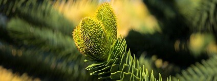 foto: Didgeman / pixabay.com