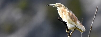 Volavka vlasatá Foto: Pierre-Marie Epiney Flickr