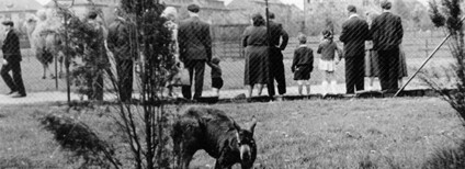 Areál zoo v Kunčičkách z roku 1954 Foto: archiv Zoo Ostrava