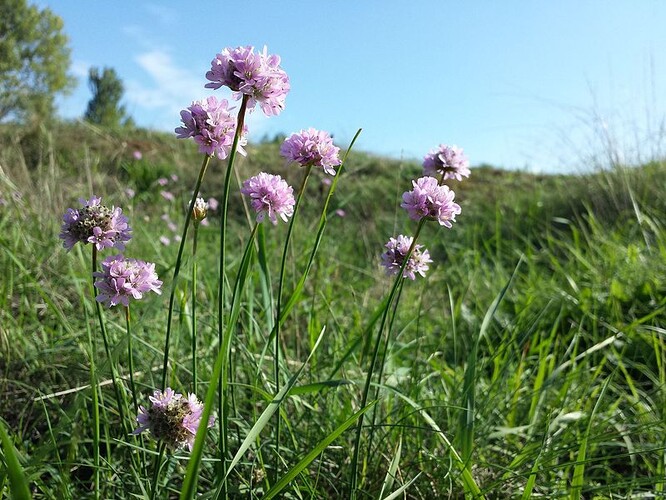 Trávníčka obecná patří k druhům, které se dříve na území bývalého vojenského prostoru vyskytovaly na více místech, ale nepřežily zarůstání otevřených biotopů po odchodu armády. Ilustrační obrázek