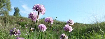 Trávnička obecná Foto: Stefan.lefnaer Wikimedia Commons