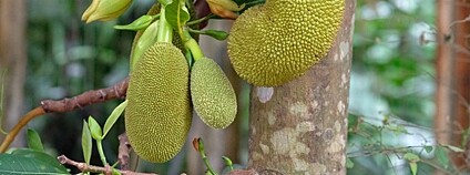 Chlebovník různolistý - plod Foto: 57Andrew Flickr