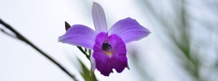 Orchidej Foto: Botanický ústav AV ČR