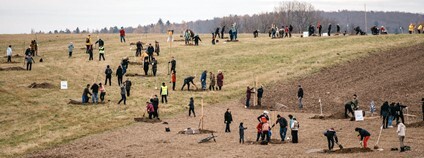 Potomci vysídlených vysadili Alej svobody na Drahanské vrchovině Foto: Tomáš Kalous Nadace Partnerství