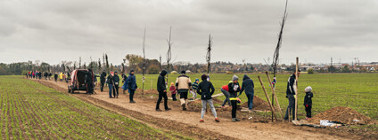 Alej svobody Vestec Foto: Radek Ulehla Nadace Partnerství