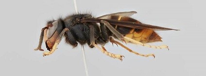 foto: Martin Husemann / independent.co.uk