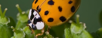 Foto: Andreas Trepte / Wikimeda Commons