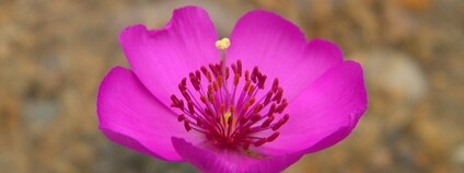 Cistanthe (Calandrinia) longiscapa Foto:  Marcelo Bustamante Flickr