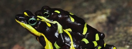 Nový druh ropuch rodu Atelopus Foto: Milan Veselý Univerzita Palackého v Olomouci