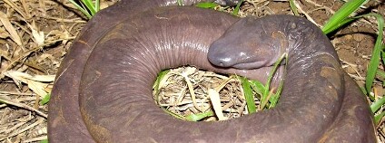 Foto: Juliano Tupan / Wikimedia Commons