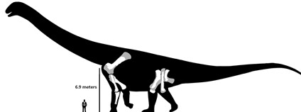 Australotitan cooperensis Foto: Kingmeatballs Wikimedia Commons