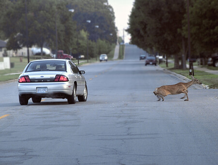 Policisté registrovali za uplynulých deset měsíců v celé zemi 8952 nehod se zvěří, zatímco loni jich bylo ve stejném období o 1141 méně. Na ilustračním snímku z USA je zachycena laň, která se po srážce s autem snaží postavit na nohy.