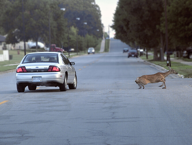 Ve Středočeském kraji bylo za uplynulých půl roku nahlášeno nejvíce nehod vozidel se zvěří, a to celkem 1430. / Ilustrační foto