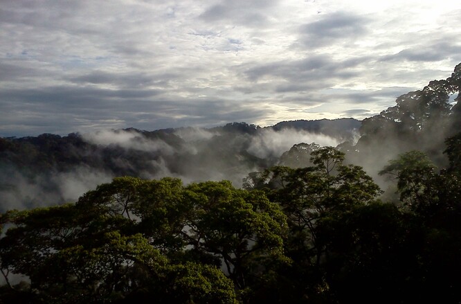 Jaké zvýšení teploty tropický les zvládne? Záleží, jak je fit.