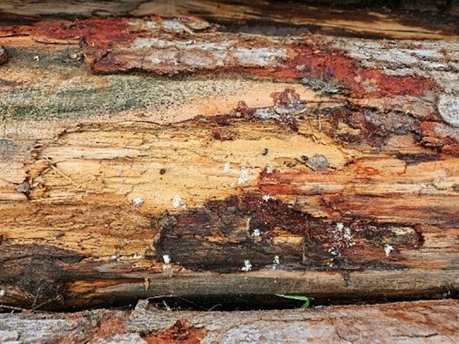 Napadené jedle bělokoré.