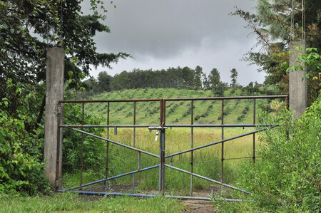 Dospělý avokádovník má dvakrát tak vysokou spotřebu vody, než středně hustý les, a tak se do horských potoků, na kterých závisí michoacánská flóra a fauna, dostává méně vláhy. Na snímku mexická plantáž avokáda.