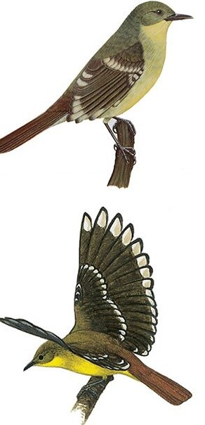 Bulbulovec liberijský.