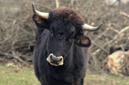 Po nové stezce praturů se od čtvrtečního slavnostního otevření mohou lidé projít v Modré na Uherskohradišťsku. / Ilustrační foto