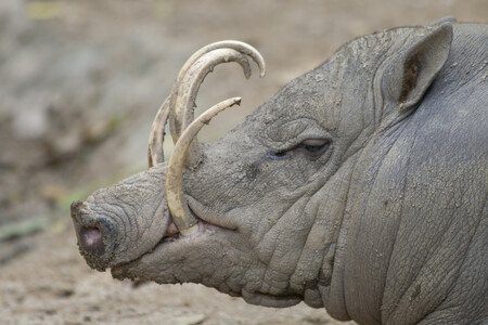 Babirusy ve volné přírodě žijí v tropických deštných pralesech, kde se živí spadaným ovocem, částmi rostlin i drobnými živočichy. Vážit mohou až 100 kilogramů. Samci mají nápadně velké kly, které prorůstají kůží na rypáku
