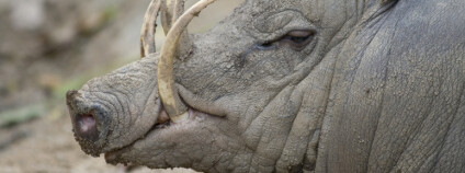 Babirusa celebeská Foto: Webitect / Shutterstock.com