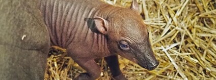 Babirusa sulaweská Foto: Zoo Jihlava