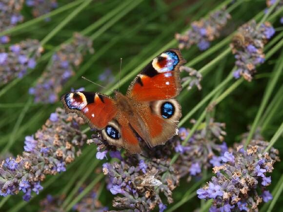 Pamětníci ve výpovědích, jež si návštěvníci mohou v muzeu přehrát nebo přečíst, vzpomínají na to, jak kdysi v potocích chytali raky nebo jak na loukách vídali tisíce motýlů baboček či modrásků. Expozice se ale neomezuje na nostalgické ohlížení, ale nabízí praktické rady a tipy, jak o přírodu pečovat.