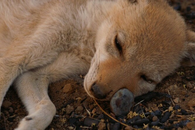 Podle odborníků není nijak nezvyklé zahlédnout v této roční době kolem silnice mláďata kojotů či lišek. Právě se dostávají do věku, kdy začínají zkoumat svět kolem sebe a toulat se dál od rodiny. Ilustrační foto