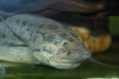 Živoucí zkamenělina - bahník západoafrický