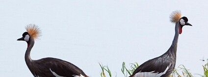 Jeřáb královský Foto: Fang HSIEH Flickr