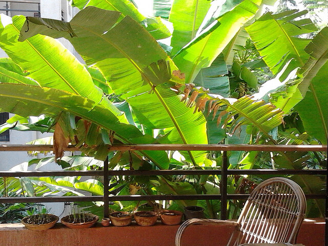 Jarní, letní a podzimní etapy výstavy Flora Olomouc každoročně navštíví desítky tisíc lidí. Výstava je v pavilonech i venku ve Smetanových sadech. Ilustrační obrázek