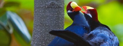 Banánovec obecný, neboli turako fialový Foto: Joseph Trotz Flickr