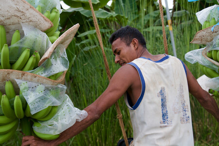 V posledních letech banánovníky ničí choroba známá jako takzvaná “panamská nemoc“, kterou má na svědomí plísňovitá houba Fusarium. Ta napadla už přes 30 % banánovníkových plantáží v Asii a Austrálii, a šíří se dál přes Blízký východ a do Afriky. / Ilustrační foto