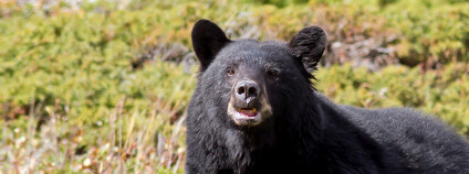 Pár medvědů má za sebou filmovou kariéru, ocitli se v záběrech detektivního cyklu, kde právě medvědi hráli jednu ze stěžejních rolí.