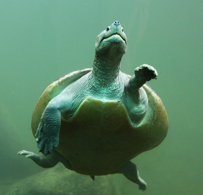 Kriticky ohrožený batagur tuntong, kterého se chovatelům v Troji loni podařilo rozmnožit jako jediným v Evropě.
