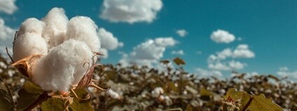 Pole s bavlnou Foto: Rockin&apos;Rita Flickr.com